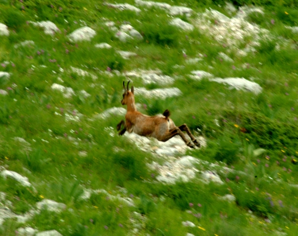 Camoscio d''Abruzzo Rupicapra pyrenaica ornata